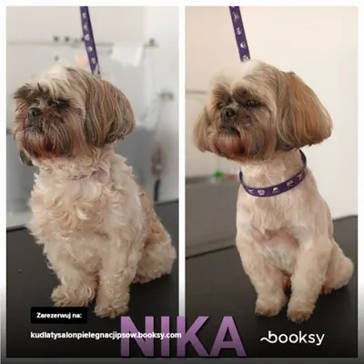 Kudłaty Salon pielęgnacji psów